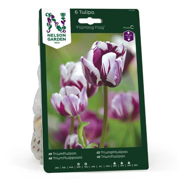 Triumph Tulip 'Flaming Flag'