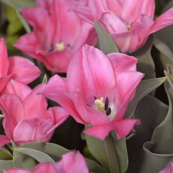 Triumph Tulip 'Miss Elegance'