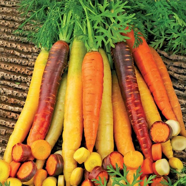 Summer Carrot 'Harlequin Mix'F1