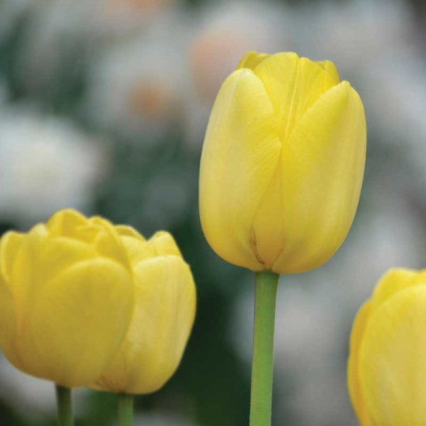 Darwin Tulip 'Golden Apeldoorn'