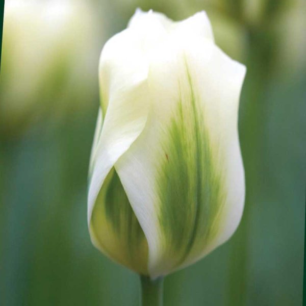 Viridiflora Tulip 'Spring Green'