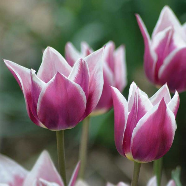 Lily-flowered Tulip 'Claudia'