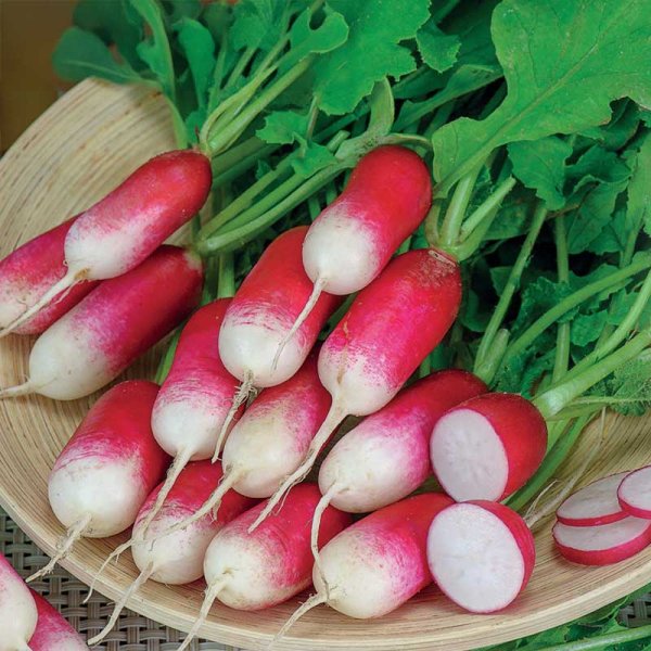 Radish 'French Breakfast 3'