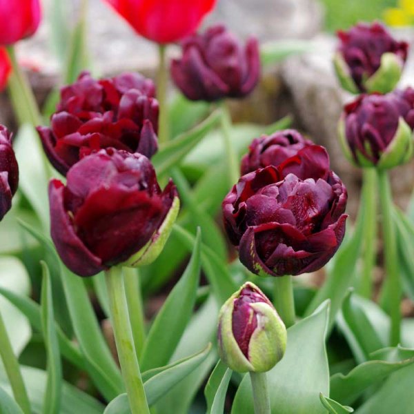 Tulip 'Uncle Tom'