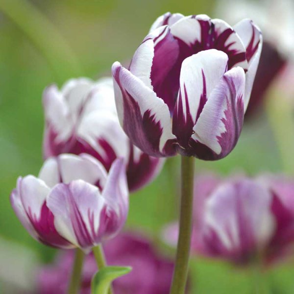 Triumph Tulip 'Flaming Flag'