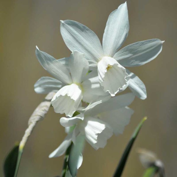 Orchid Daffodil 'Thalia'