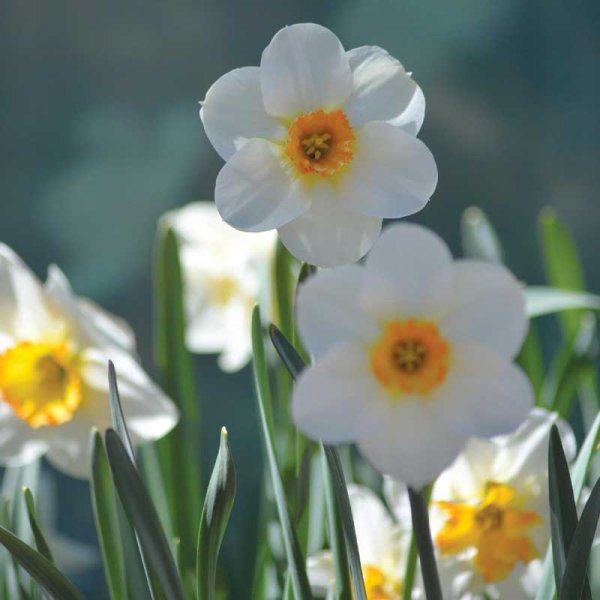 Star Daffodil 'Barrett Browning'