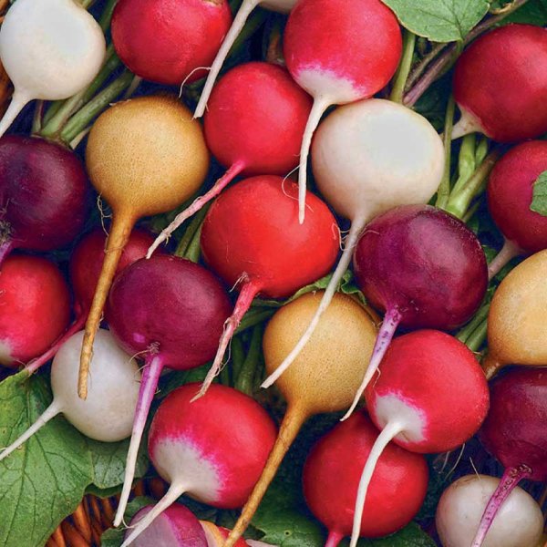 Radish Mixed Colors