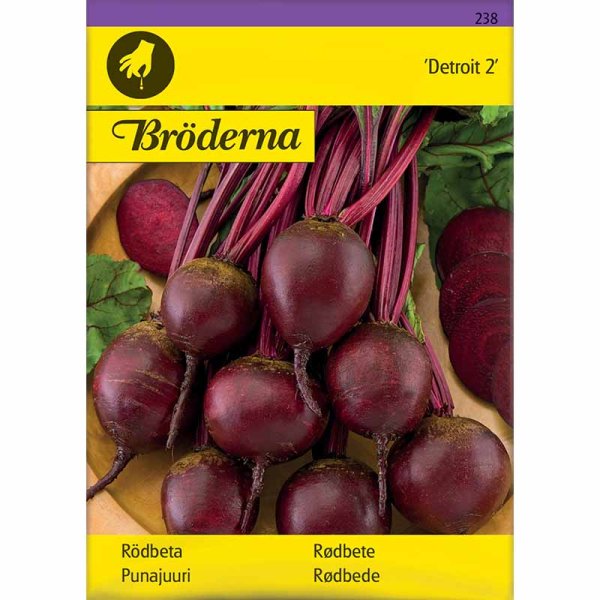 Beetroot 'Detroit 2'