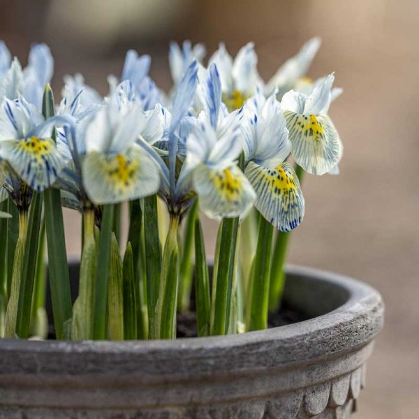 Spring Iris 'Katharine Hodgkin'