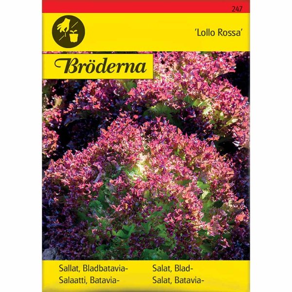 Lettuce 'Lollo Rossa'