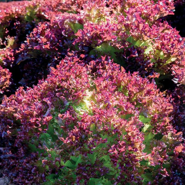 Lettuce 'Lollo Rossa'