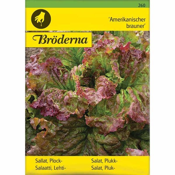 Looseleaf Lettuce 'Amerikanischer brauner'