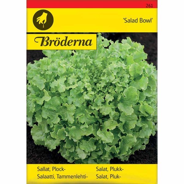 Looseleaf Lettuce 'Salad Bowl'