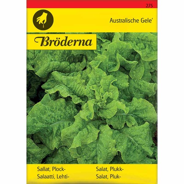 Loose-leaf Lettuce 'Australischer Gele'