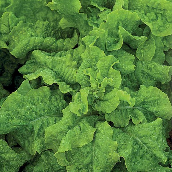 Corn Salad 'Vert de Cambrai'