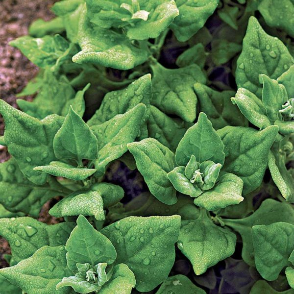 New Zealand Spinach