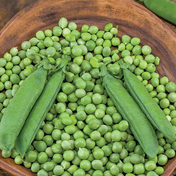 Pea 'Alderman'