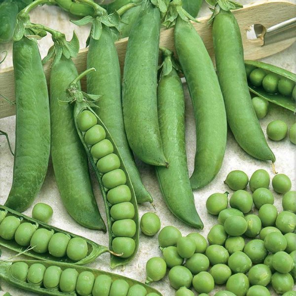 Pea 'Kelvedon Wonder'