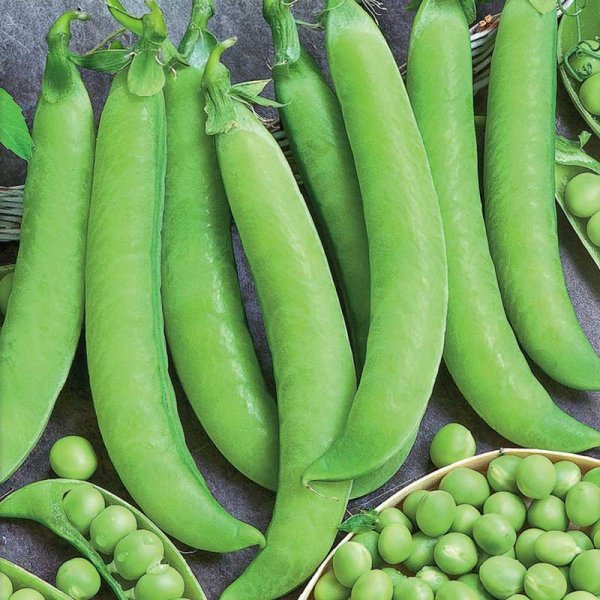 Shelling Pea 'Meteor'