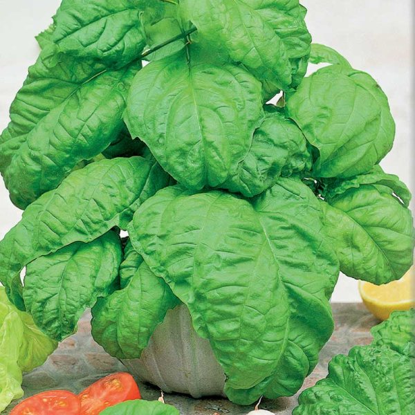 Basil 'Large leaved'