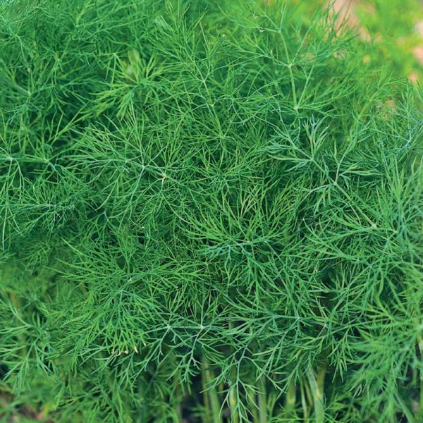 Leaf Dill 'Bouquet'
