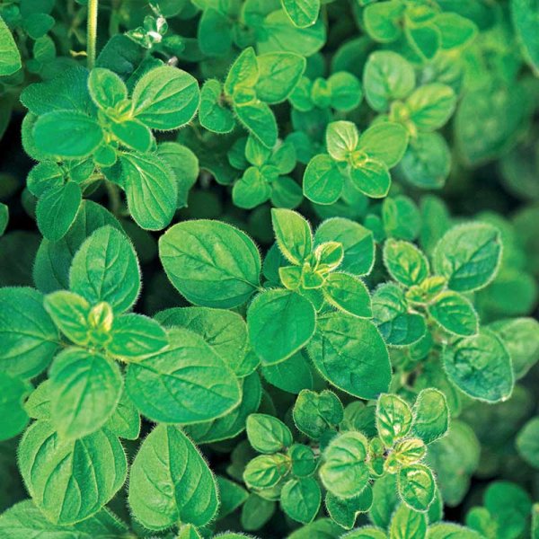 Greek Oregano
