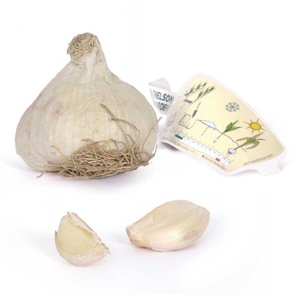 Garlic 'Primor'