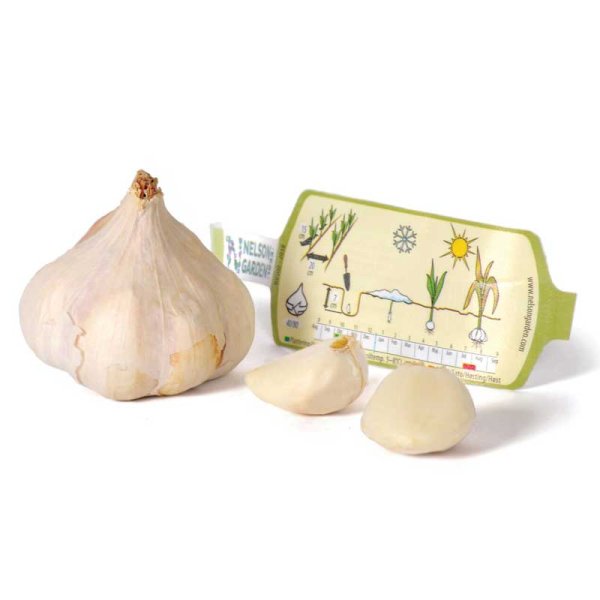 Garlic 'Messidrome' Organic