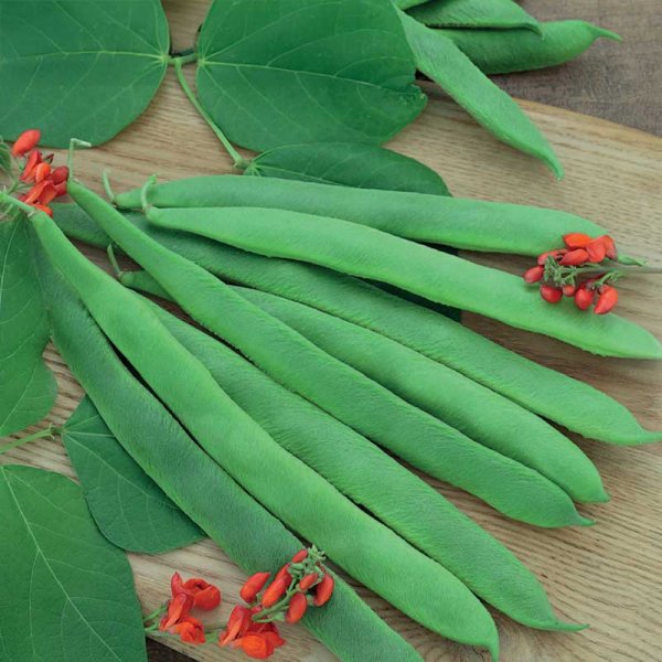 Runner bean 'Preisgewinner'