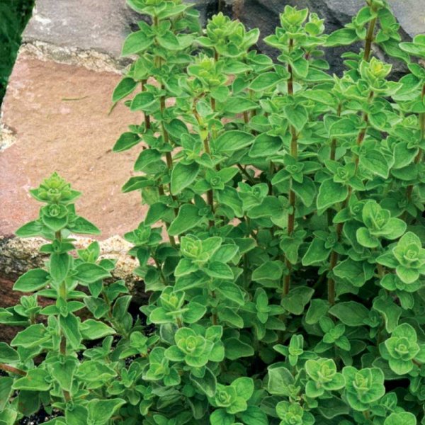 Oregano / Oregano