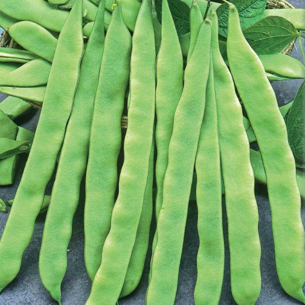 Flat bean 'Admires'