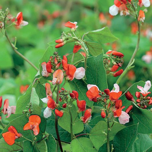 Runner bean 'Hestia'