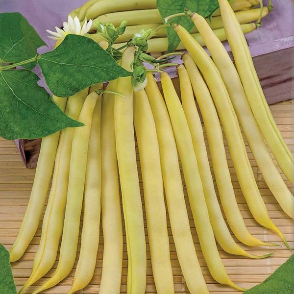 Wax bean 'Kinghorn Wax'