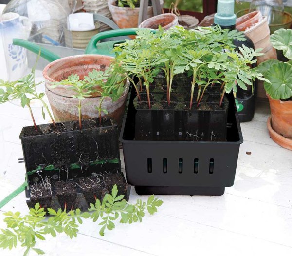 Mini Greenhouse Rootmaster Black