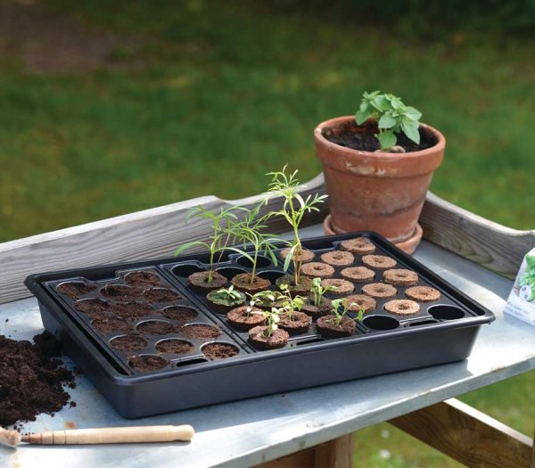 Solid Growing Tray Plug 23x37cm