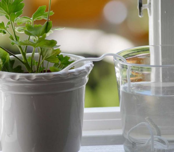 Holiday Watering Spikes 5-pack