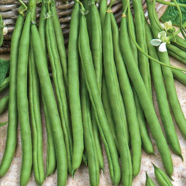 Pole snap bean 'Blue lake'