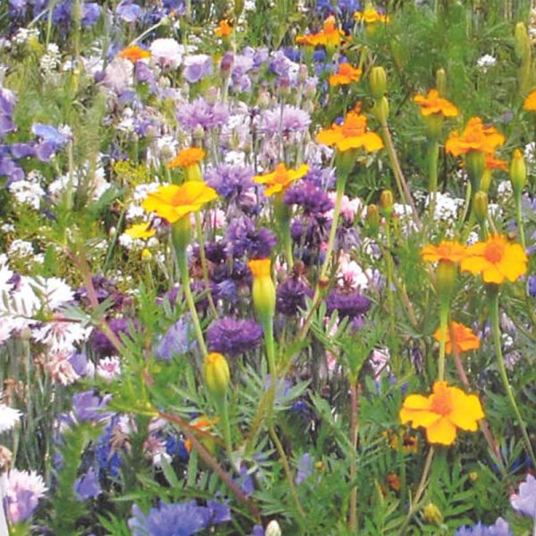 Flowers för nyttoinsekter