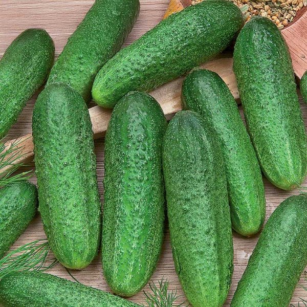 Outdoor Cucumber 'Profi' F1