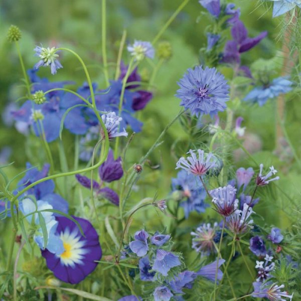Summer Flower Mix 'Blue Shades'