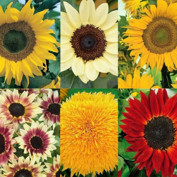 6 sunflower varieties