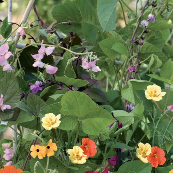 Climbing Plant Mix