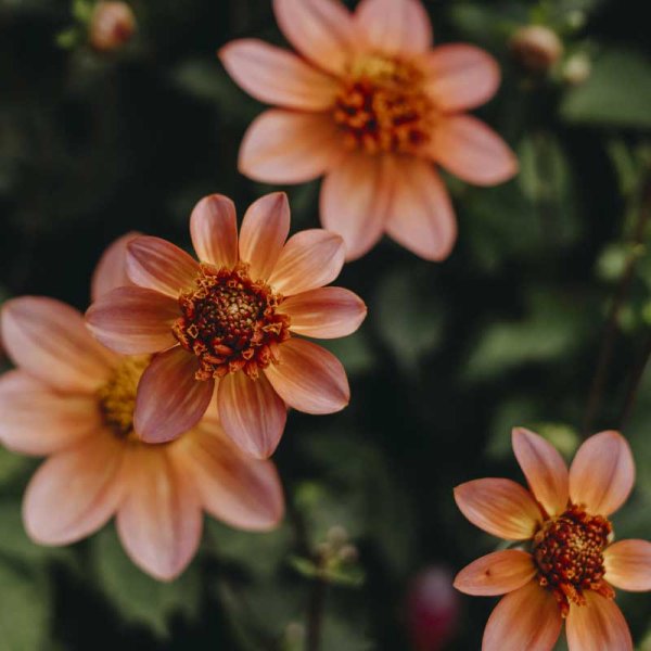 Anemone Dahlia 'Totally Tangerine'