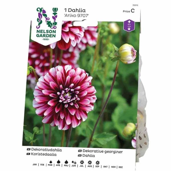 Decorative Dahlia 'Ariko 9707'
