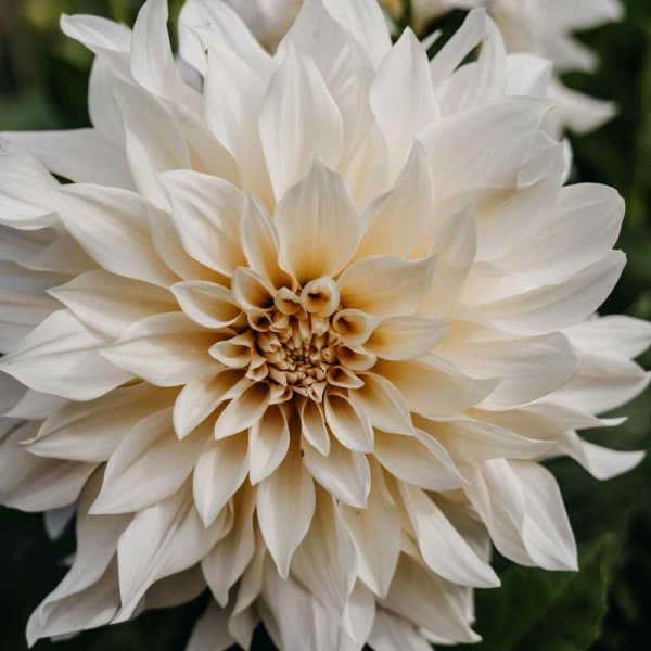 Decorative Dahlia 'Café au Lait'