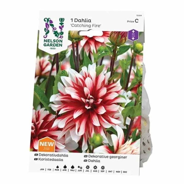 Decorative Dahlia 'Catching Fire'