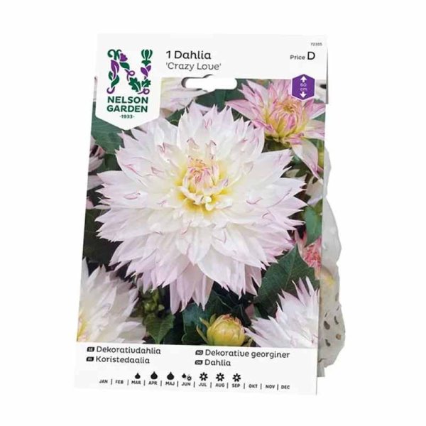 Decorative Dahlia 'Crazy Love'