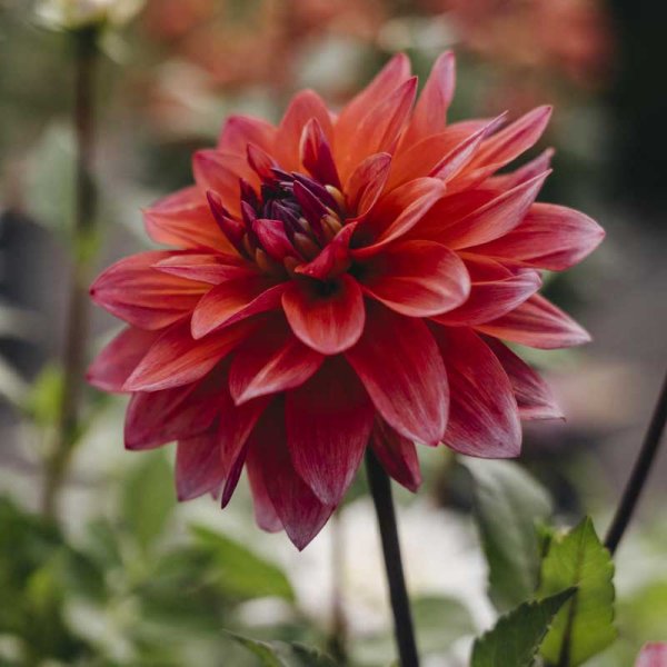 Decorative Dahlia 'Feline Yvonne'