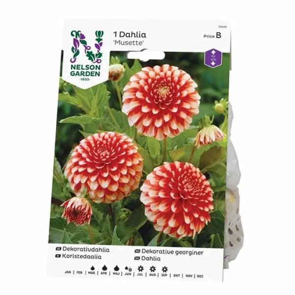 Decorative Dahlia 'Musette'